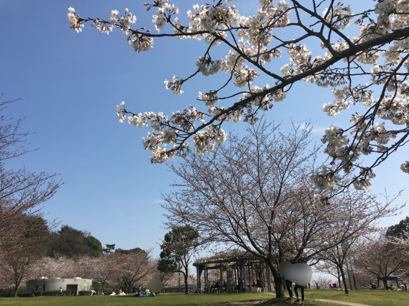 松山,総合公園,お花見