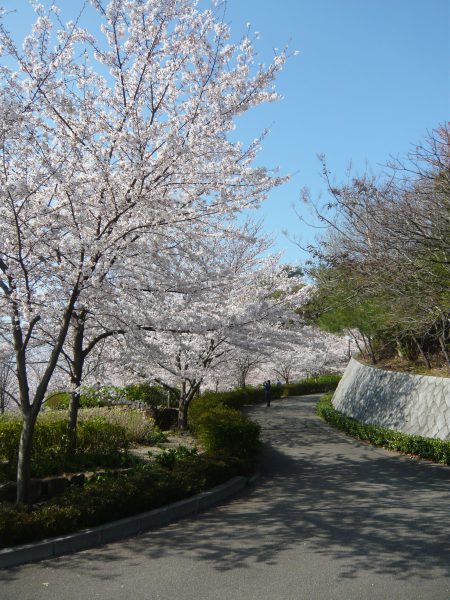 お花見,松山総合公園