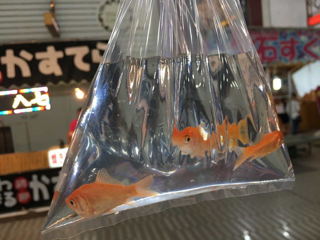 土曜夜市,金魚