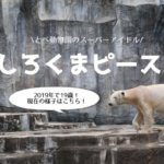しろくまピース,2019年現在の様子