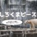 しろくまピース,2019年現在の様子